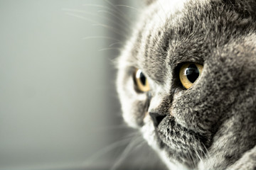 skeptical female British shorthair cat watches and observes