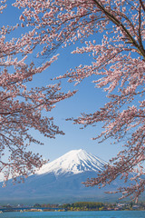 Fuji Mountain and Sakura Branches at Kawaguchiko