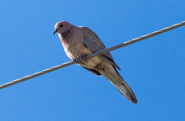 Dove on an electric wire on a blue sky background