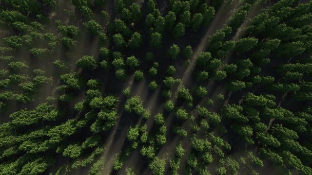 Deforestation