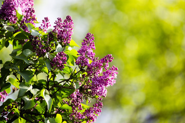 Fototapeta na wymiar Beautiful lilac flowers in the nature