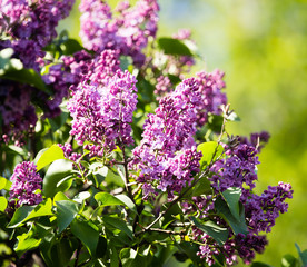 Beautiful lilac flowers in the nature