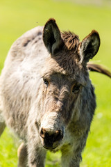 Fototapeta premium A donkey grazes pasture in a field with grass
