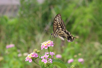 Fototapeta na wymiar ランタナの花の蜜を吸うアゲハチョウ