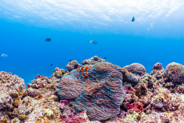 Colorful Ocean Reef