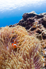 Naklejka na ściany i meble Clownfish with Sea anemone