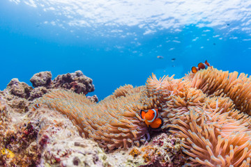 Clownfish with Sea anemone - obrazy, fototapety, plakaty
