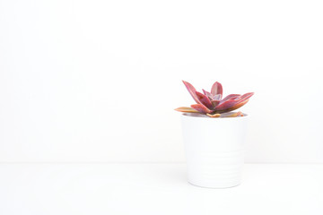 Fresh succulent plant in  white pot, on white background.