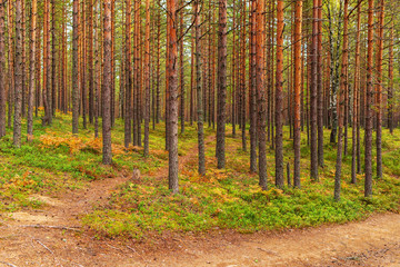 Fototapeta premium Landscape in the pine forest