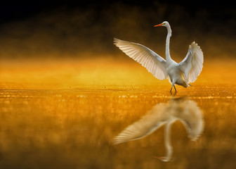 Dancing at Sunrise