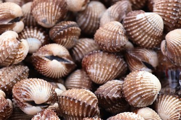 Cockle at street food