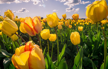 Yellow Tulips sunlight