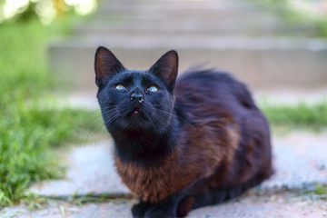 Dirty black wandering cat
