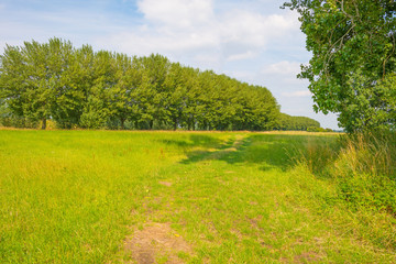 Tree lined meadow below a blue cloudy sky in summer
