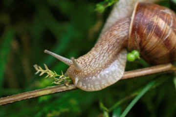 Closeup of a snail on a branch