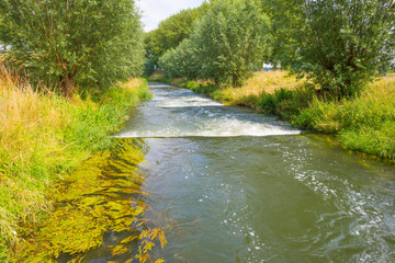 Stream flowing through a treelined field in sunlight