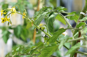 Junge Rote Bonbontomate