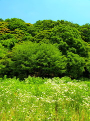 夏の野原と森