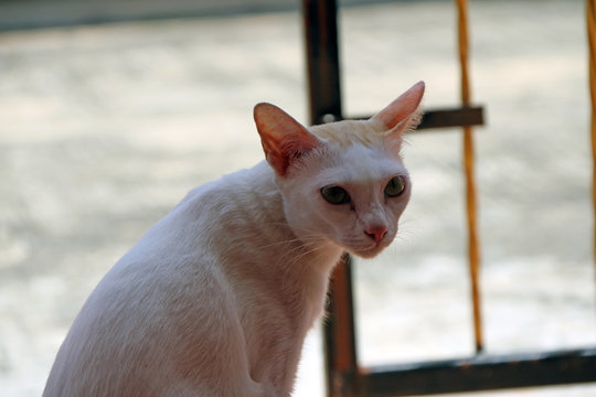 White cat sitting at the fence. Cat is a small domesticated carnivorous mammal with soft fur, a short snout, and retractile claws.