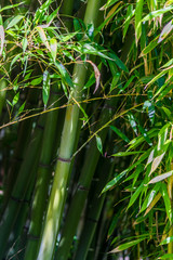 Bambous.