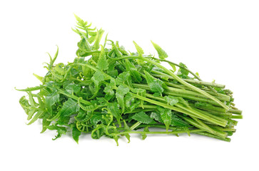 Diplazium esculentum or edible vegetable fern found in Asia and Oceania on white background.