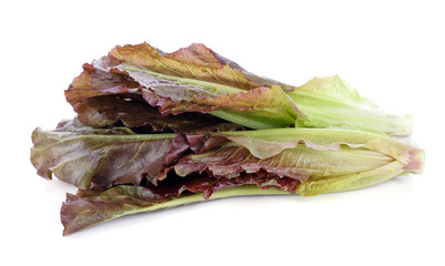 Hydroponic vegetable, red cos lettuce on white background