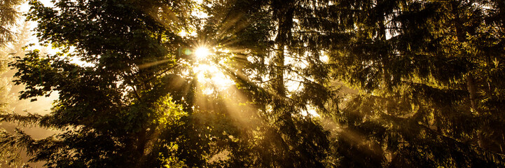 sunbeams between dark firs, panorama