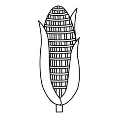 corn vegetable isolated icon vector illustration design