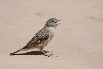 Sparrow portrait in floor