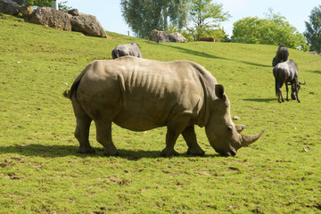 Naklejka premium Rhinocéros se baladant en broutant dans l'herbe
