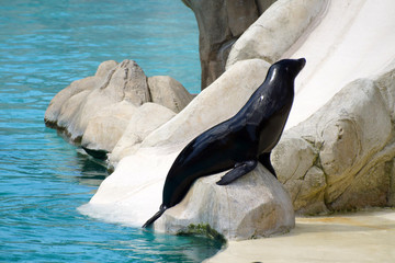 Otarie sur un rocher au bord de la mer