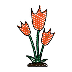 tulips vector illustration