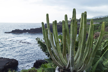 Cactus in La Palma