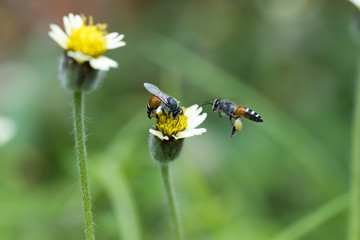 Two bees with grass flowers.