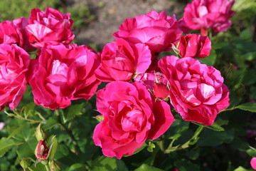 Beautiful pink rose in a garden