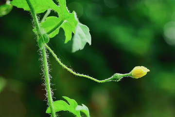 Balsam Pear