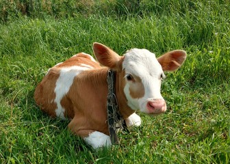 Calf grazing on a green lawn.