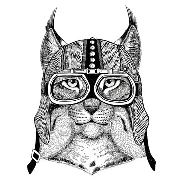 Wild cat Lynx Bobcat Trot Motorcycle, biker, aviator, fly club Illustration for tattoo, t-shirt, emblem, badge, logo, patch