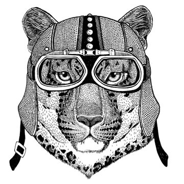 Wild cat Leopard Cat-o'-mountain Panther Motorcycle, biker, aviator, fly club Illustration for tattoo, t-shirt, emblem, badge, logo, patch