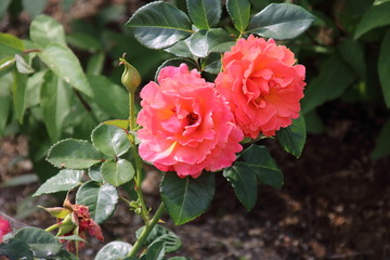Red and orange rose flower