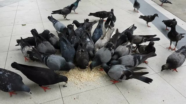 Hungry pigeons bird swarming food