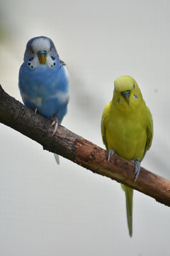 Blue and Yellow Common Parakeets Sitting on a Branch