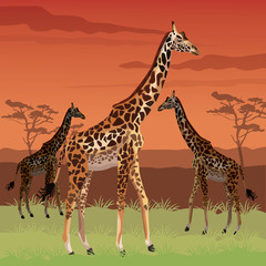sunset african landscape colorful scene with giraffes standing