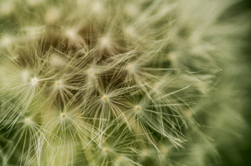 white dandelion blowball