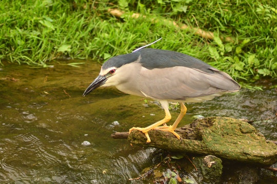 Nitticora (Nycticorax Nycticorax) Pesca Sul Fiume