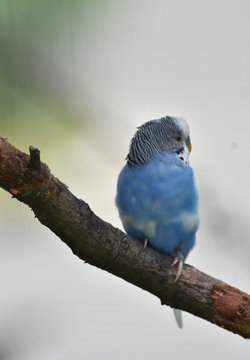 Very Pretty Light Blue Common Parakeet on a Tree Branch
