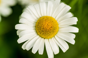 Obraz premium beautiful daisy flower on a natural background