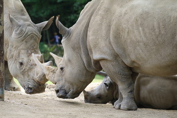 Naklejka premium Rhiocéros Blanc