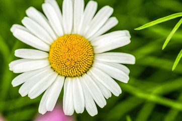 beautiful daisy flower on a natural background