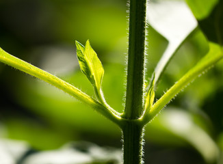 Green leaves on Jerusalem artichoke